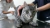 ILUSTRASI - Seekor kucing di tempat penampungan hewan di Berlin, Jerman, 25 Juni 2007. (REUTERS/Fabrizio Bensch)