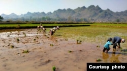 ကရင်နီ၊ ကယားပြည်နယ် ဒီးမေ့ာဆိုမြို့နယ်တာအနောက်ပိုင်း ချောင်းမြောင်းတွေနဲ့နီးတဲ့တောင်ခြေတဝိုက် စစ်ဘေးရှောင်တွေနဲ့ ဒေသခံတွေရဲ့စိုက်ခင်းများ။ (မတ်လ ၃၁၊ ၂၀၂၃/ ဓာတ်ပုံ ဇော်မင်းထိုက်-ကျေးလက်မြေ)