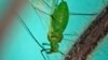 First Smoke, Now Clouds of Bugs Invade New York City 