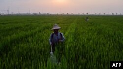 နေပြည်တော်မြို့နယ်အတွင်း လယ်ကွင်းမှာ မြေသြဇာဆေးဖြန်းနေတဲ့ လယ်သမားများကိုတွေ့ရစဉ် (ဧပြီ ၁၈၊ ၂၀၁၉)