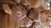 FILE - Sapi jenis limousin dengan tali kekangnya pada pameran pertanian luar ruang Libramont di Libramont, Belgia, 26 Juli 2019. (JOHN THYS / AFP)