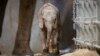 This photo provided by the Fresno Chaffee Zoo shows a newborn African elephant that was born Aug. 26, 2024, at the Fresno Chaffee Zoo in Fresno, Calif. 