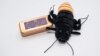 Hadiah Valentine dari Wildlife Conservation Society dan Kebun Binatang Bronx di New York: beri nama kecoak "Madagascar Hissing Roach" dengan nama pasangan/mantan Anda! (JULIE LARSEN MAHER / Wildlife Conservation Society / AFP) 
