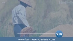 နိုင်ငံတကာ ဈေးကွက်နဲ့ မြန်မာ့ဆန် အရည်အသွေး