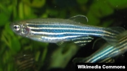 FILE - Spesimen ikan zebra betina (Danio rerio) dengan ekor kipas.(Wikimedia commons0