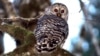 FILE - A barred owl is shown in the woods outside Philomath, Ore., Dec. 13, 2017. 