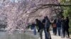 Para pejalan kaki memotret pohon sakura yang mulai mekar, di kawasan Tidal Basin, Washington, D.C., pada hari pertama Festival Bunga Sakura Nasional, Senin, 20 Maret 2023. (AP/Jacquelyn Martin)