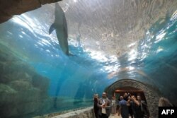 Tur pengunjung di SeaWorld, taman hiburan kehidupan laut pertama di kawasan Pulau Yas, Abu Dhabi, 21 Mei 2023. (Karim SAHIB / AFP)
