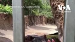 Як бегемот їсть кавун. Відео