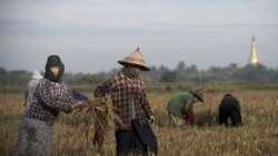 Rice Consumption Survey