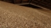 FILE - This photograph taken June 14, 2022, shows wheat in a grain storage facility on a farm near Izmail, in the Odesa region, amid the Russian invasion of Ukraine.