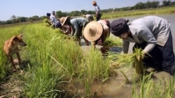COVID-19 ကြောင့် အခက်ကြုံရတဲ့လုပ်ငန်းတွေထဲ လယ်ယာကဏ္ဍ အကူအညီ ပိုရသင့်