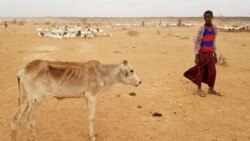 ኣብ ዓመተ 2017 ኣብ ምብራቕ ኣፍሪቃ ብዝወረደ ከቢድ ድርቅን ግጭትን ልዕሊ 37 ሚሊዮን ሰባት ንሕፅረት ውሕስነት መግቢ ምቕላዖም ተገሊጹ