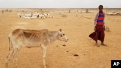 ፋይል