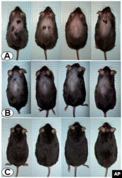 Researchers investigating how stress affects digestion may have found a chemical compound that induces hair growth by blocking a stress-related hormone associated with hair loss.