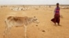 FILE - A child attends to his malnourished calf in the Danan district of the Somali region of Ethiopia, which hasn't seen significant amounts of rain in the past three years, Sept. 3, 2017.