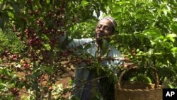 ፋይል- ኢትዮጵያዊ ሓረስታይ ኣብ ከባቢ ጅማ