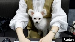 Yuka Hatagaki memangku Noel, anjing peliharaannya yang berusia lima tahun, sambil bekerja di "kantor anjing" eksperimental di sebuah gedung Fujitsu di Kawasaki, Jepang 21 September 2022. REUTERS/Kim Kyung-Hoon
