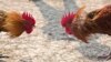 Roosters prepare to attack each other during a cockfight. Cockfighting was outlawed in Cambodia in 2009, but police recently raided a cockfighting operation allegedly run by a relative Prime Minister Hun Sen.