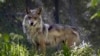 Grupos ambientalistas y científicos han pedido a los administradores de la vida silvestre en Estados Unidos nuevos planes para garantizar la supervivencia del lobo mexicano en el suroeste del país.