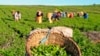 Produção agricola será afectada pelas mudanças climáticas