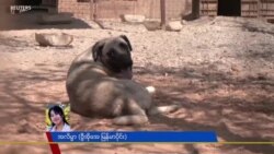 နိုင်ငံခြားရောက် တူရကီလမ်းဘေးခွေးများ