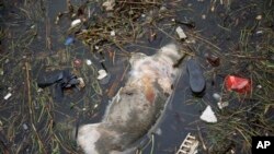 這頭死豬星期天漂到上海的郊區