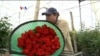 Impor Mawar untuk Valentine Tak Terdampak Shutdown