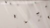 FILE - Mosquitoes live inside a stock cage in a mosquito laboratory in London, May 30, 2013. 