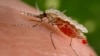 FILE - An Anopheles stephensi mosquito obtains a blood meal from a human host through its pointed proboscis in this undated handout photo obtained by Reuters November 23, 2015. 
